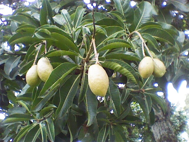 Pokok binjai